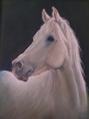 horse-Oil Painting