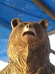 bear-photo 10