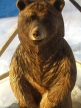 bear-photo 5
